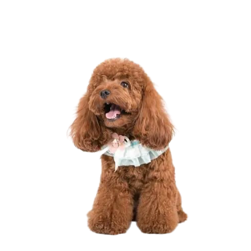 Pet products